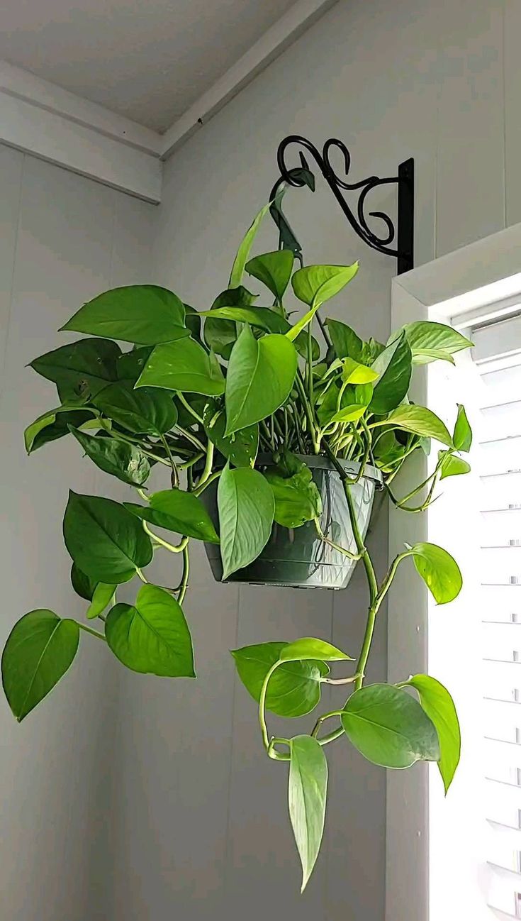 Pothos Plant + POT