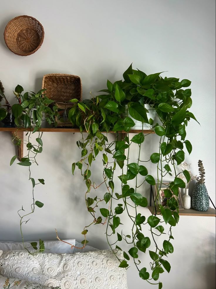 Pothos Plant + POT