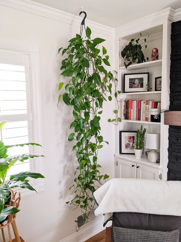 Pothos Plant + POT