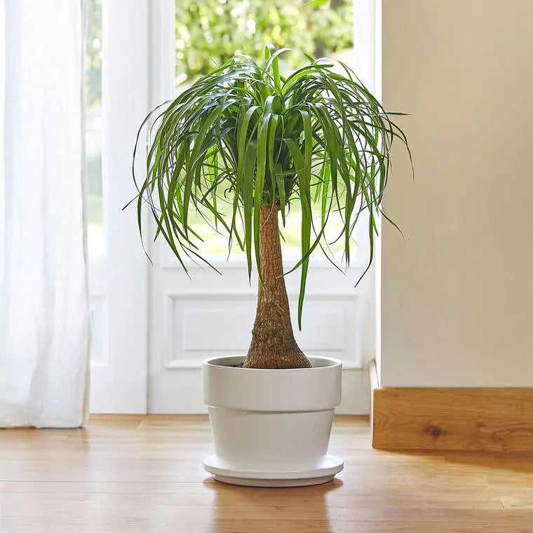 Beaucarnea Recurvata (Pied d'Éléphant) + POT