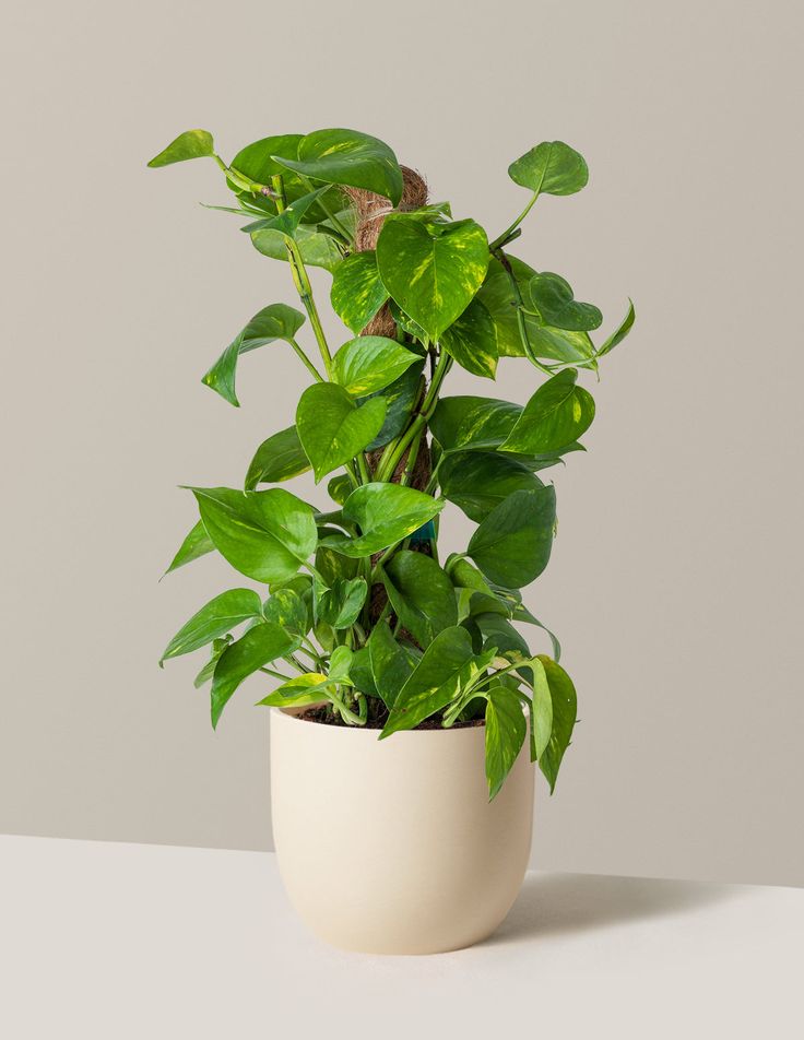 Scindapsus Ø30x80cm avec cache pot blanc
