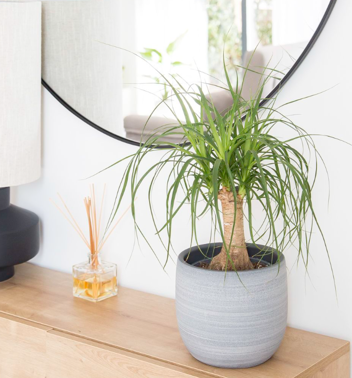 Beaucarnea Recurvata (Pied d'Éléphant) + POT