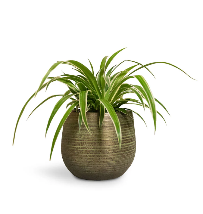 Spider Plant (Chlorophytum comosum) + POT
