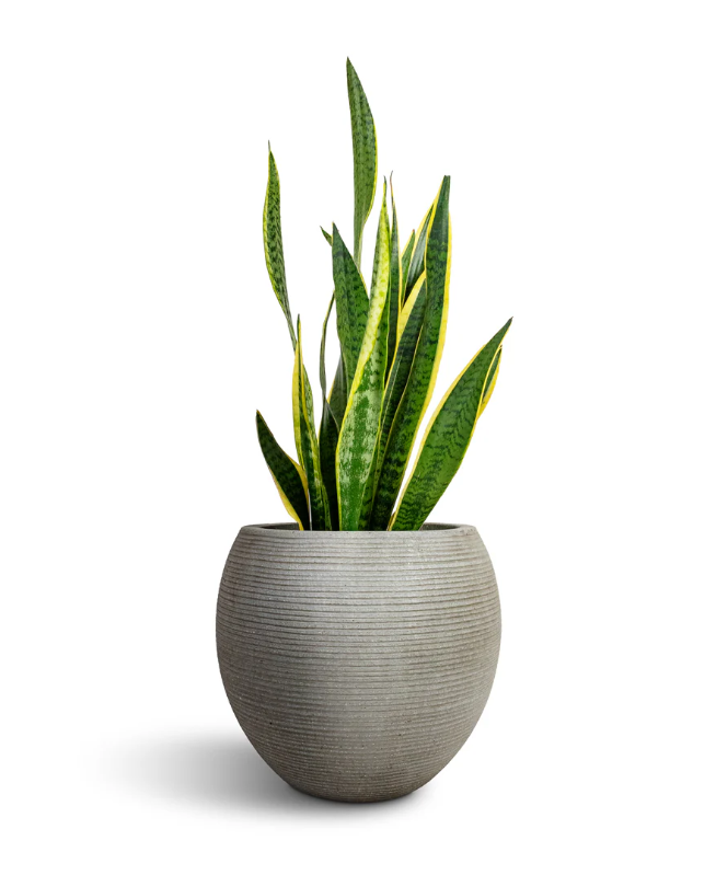 Sansevieria trifasciata + POT