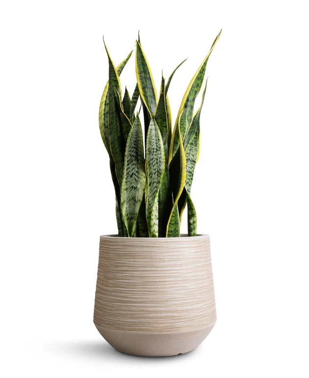 Sansevieria trifasciata + POT