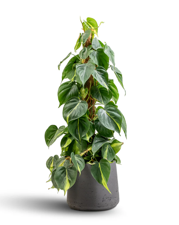 Scindapsus Ø30x80cm avec cache pot blanc