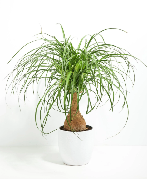 Beaucarnea Recurvata (Pied d'Éléphant) + POT