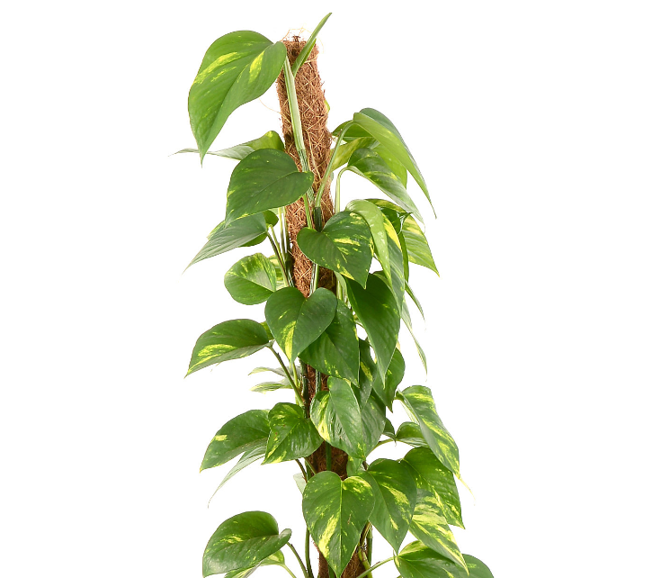 Scindapsus Ø30x80cm avec cache pot blanc