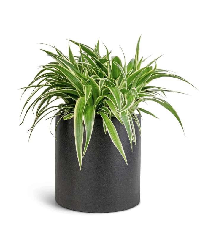 Spider Plant (Chlorophytum comosum) + POT