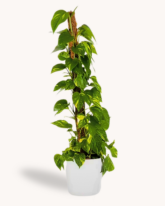Scindapsus Ø30x80cm avec cache pot blanc