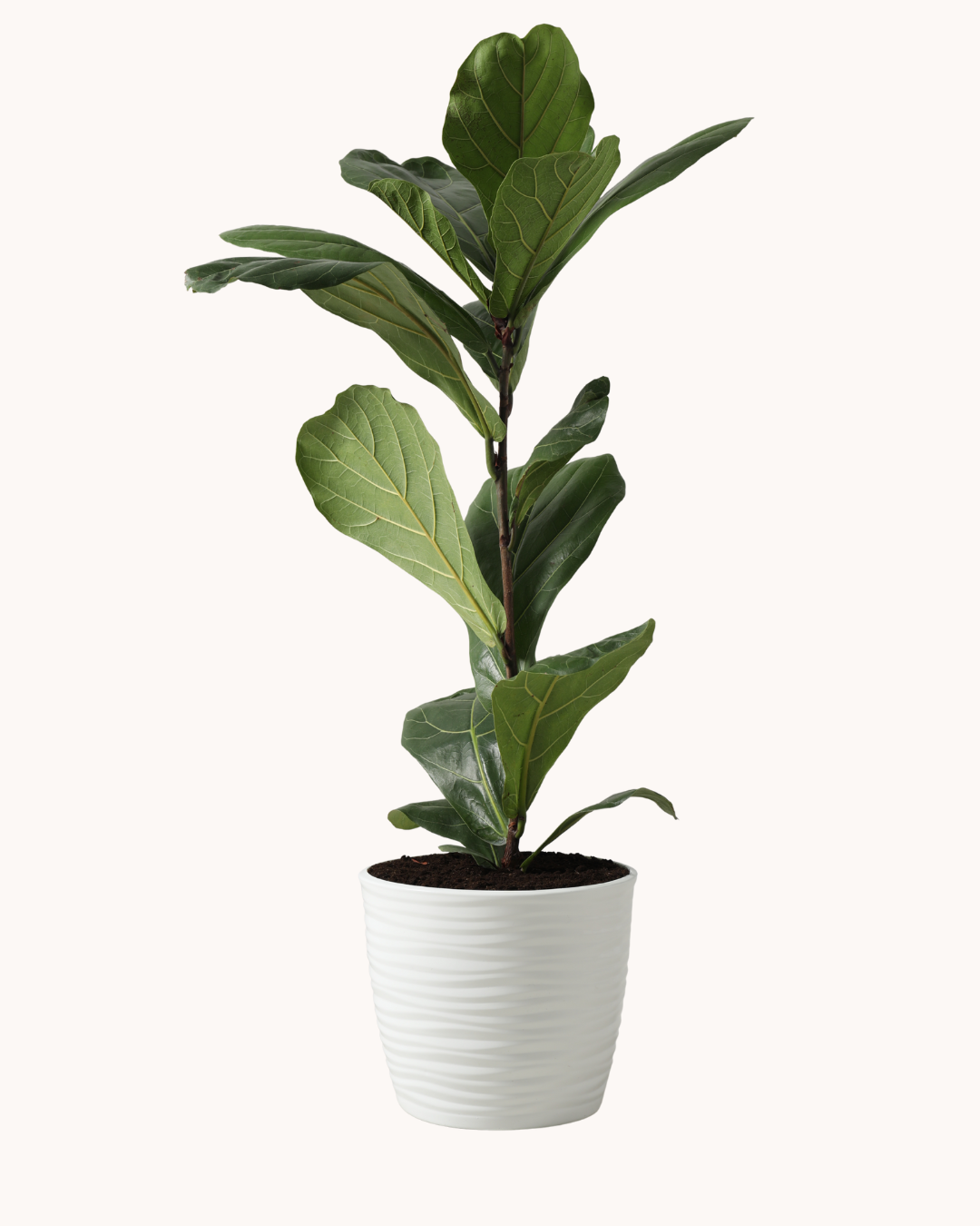 Ficus lyrata