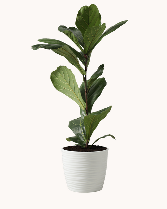 Ficus lyrata