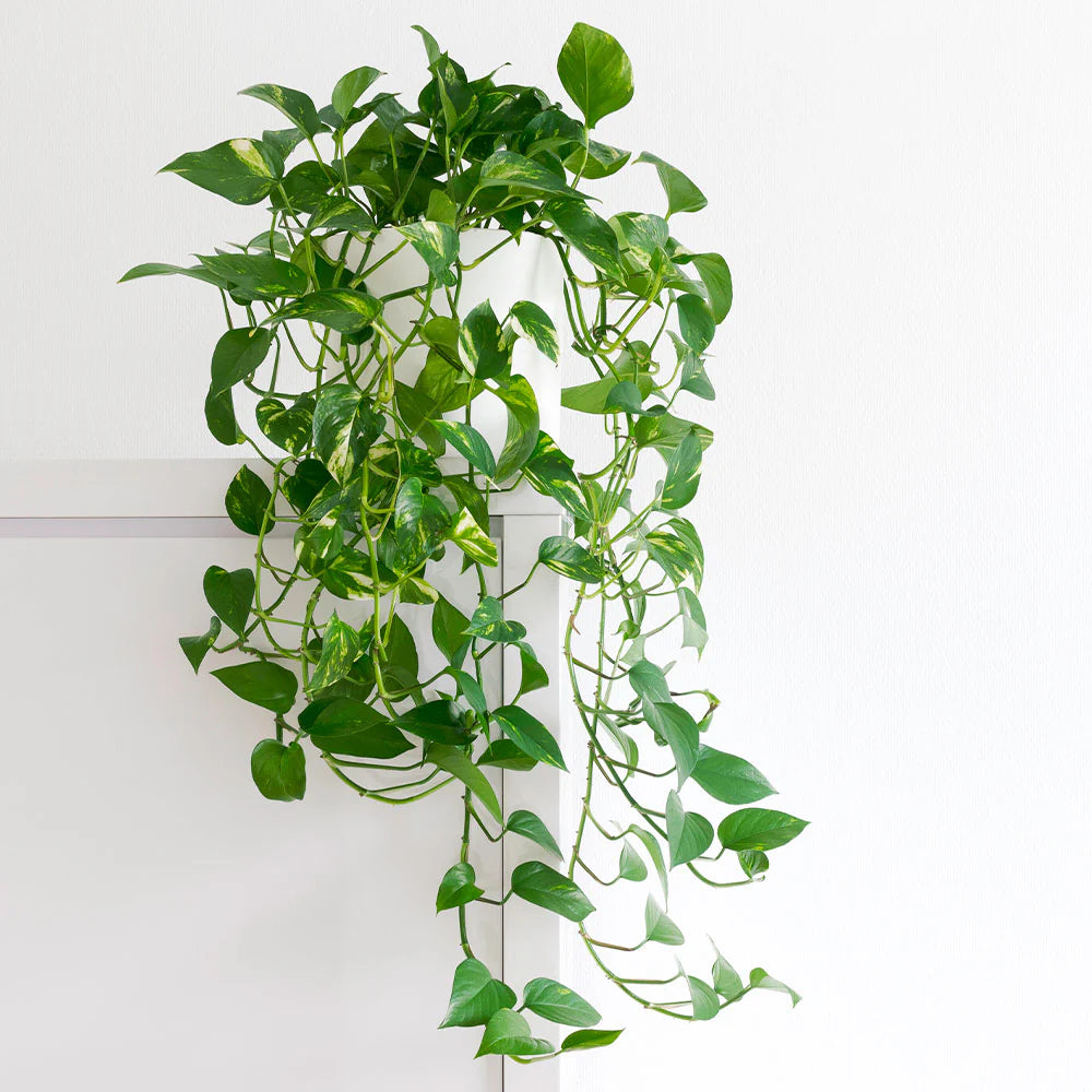 Pothos Plant + POT