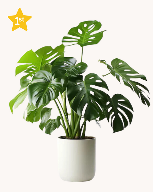 Monstera Deliciosa 160x50 cm + Pot