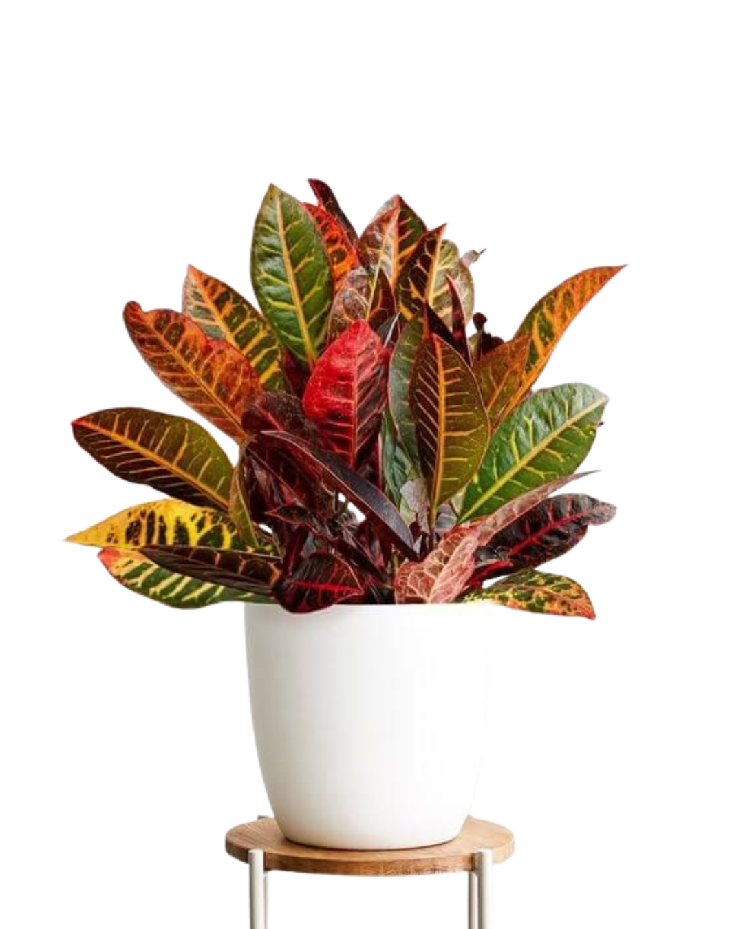 Croton plant + POT