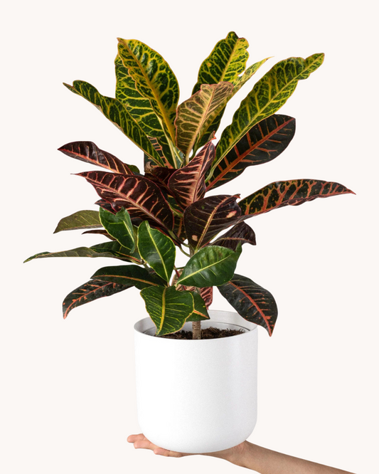 Croton plant + POT