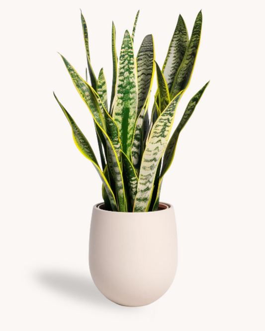 Sansevieria trifasciata + POT