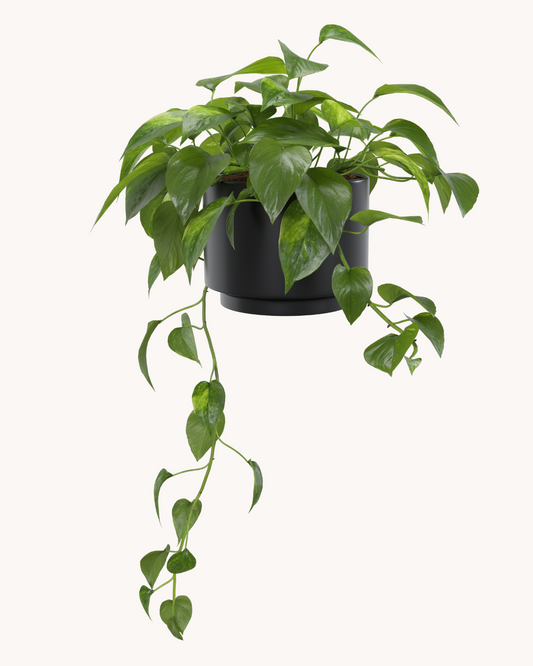 Pothos Plant + POT