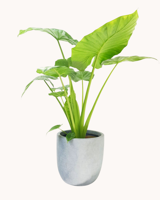Alocasia Olifantsoor + Pot