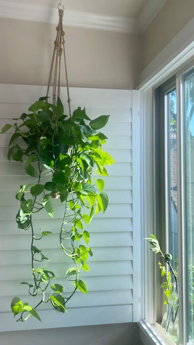 Pothos Plant + POT