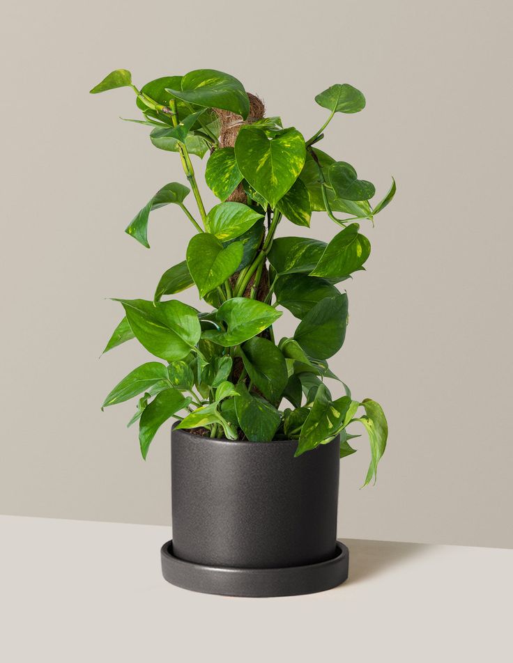 Scindapsus Ø30x80cm avec cache pot blanc