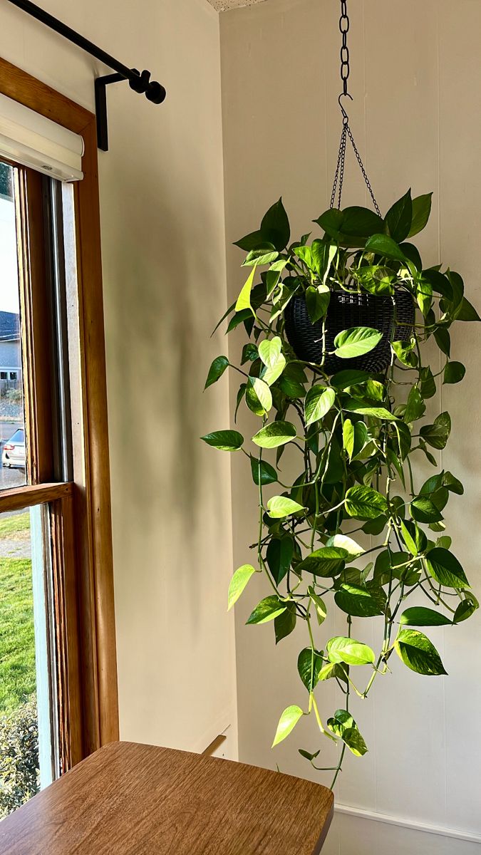 Pothos Plant + POT