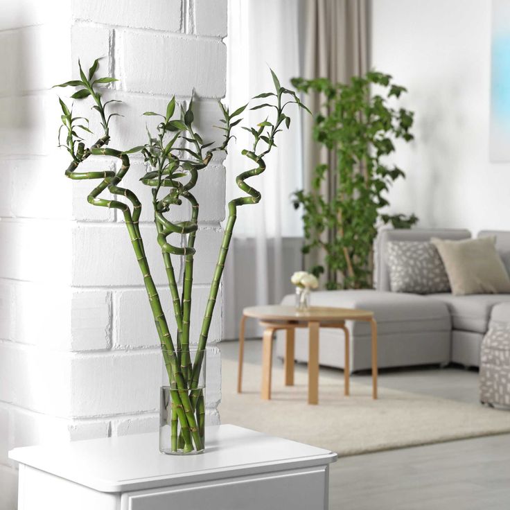 Bambou porte-bonheur – Vase en verre