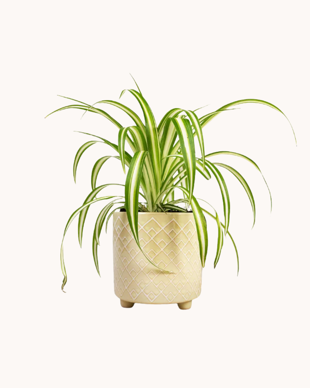 Spider Plant (Chlorophytum comosum) + POT