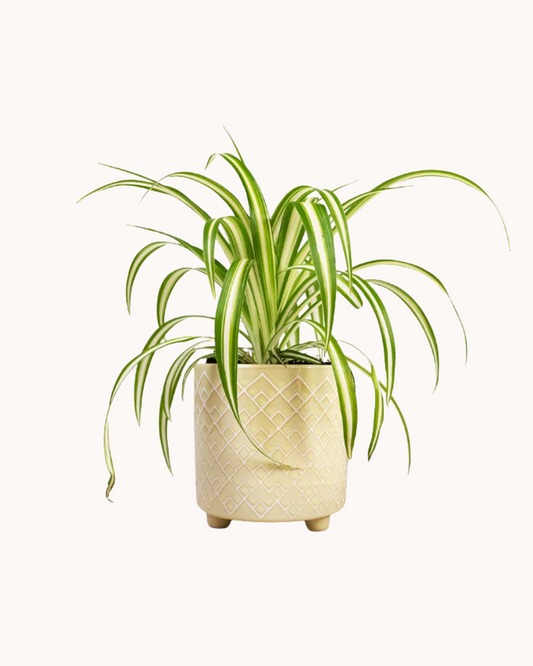 Spider Plant (Chlorophytum comosum) + POT