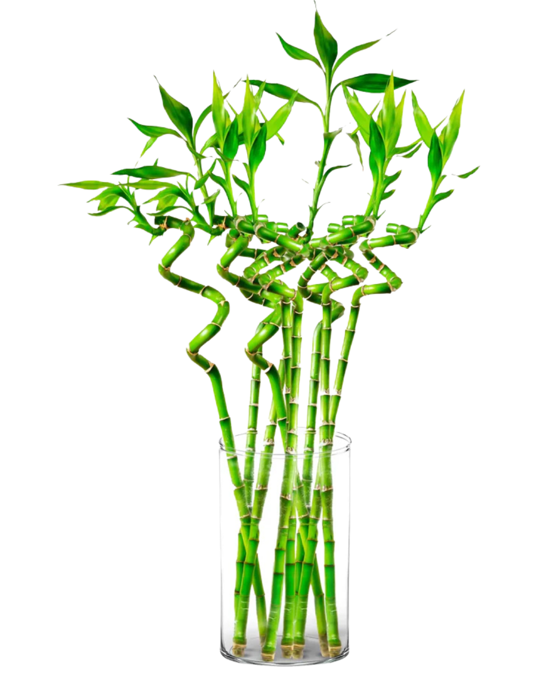 Bambou porte-bonheur – Vase en verre