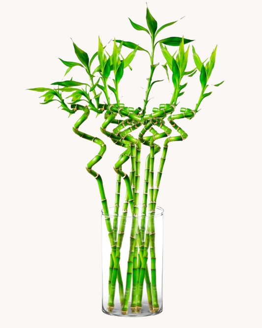 Bambou porte-bonheur – Vase en verre