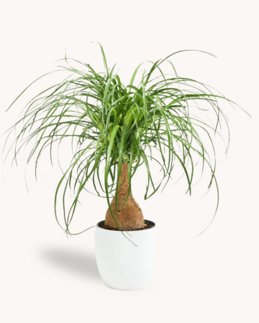 Beaucarnea Recurvata (Pied d'Éléphant) + POT